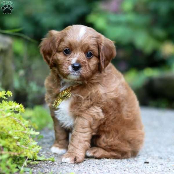 Zeke, Cavapoo Puppy